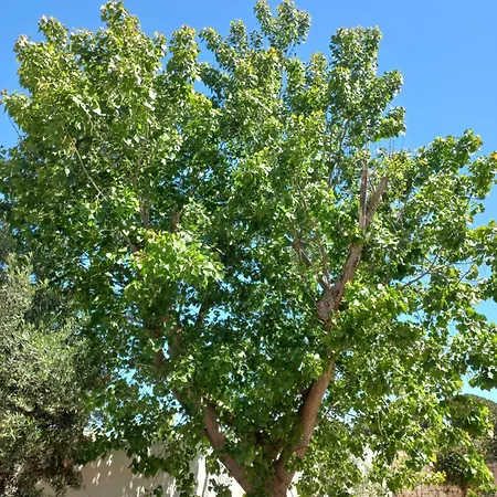 Borgo Beppe פולינאנו א מארה